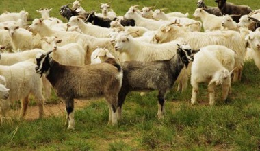 羊长期饲喂干草，易得这些疾病？