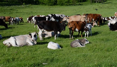 八个专门肉牛品种，看看它们生产性能如何？